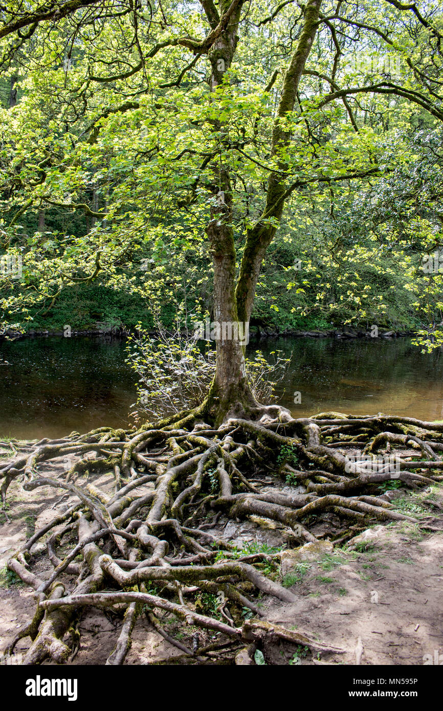 Vecchio albero con grosse radici che mostra al di sopra del suolo nello Yorkshire, Regno Unito Foto Stock