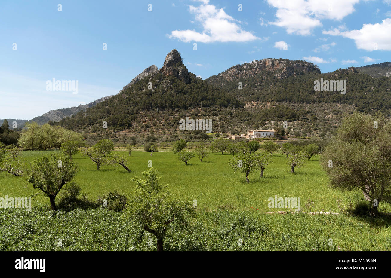 Valle di Soller nella Serra de Tramuntana montagne, nord di Mallorca, Spagna. 2018. Un agriturismo olve Foto Stock