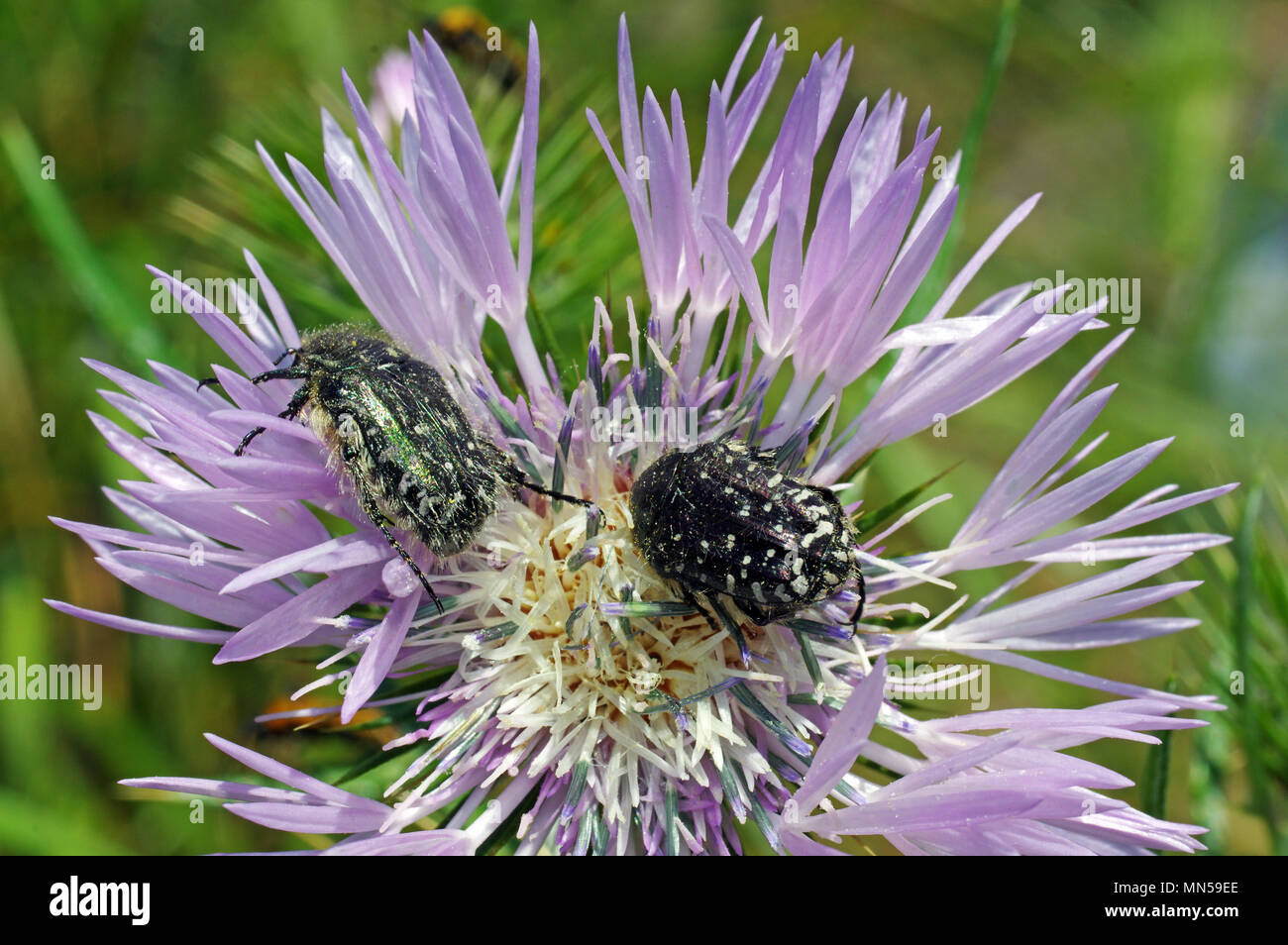 Il cardo selvatico e (galactites tomentosa) con gli insetti close-up Foto Stock