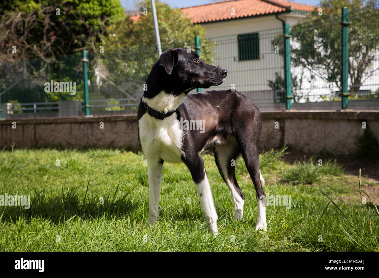 Nero cucciolo di cane in giardino in primavera Foto Stock