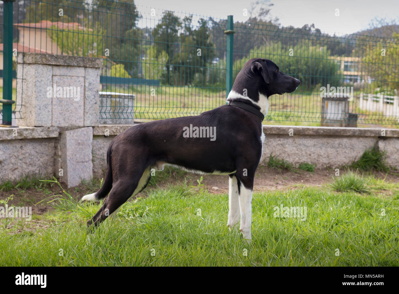 Nero cucciolo di cane in giardino in primavera Foto Stock