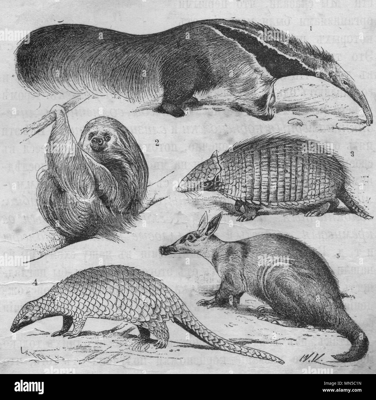 Edentates. Illustrazione pubblicato nella rivista in 1900.1 Giant anteater 2 Linnaeus le due dita bradipo 3 armadillo 4 Long-tailed pangol 5 aardvark Foto Stock