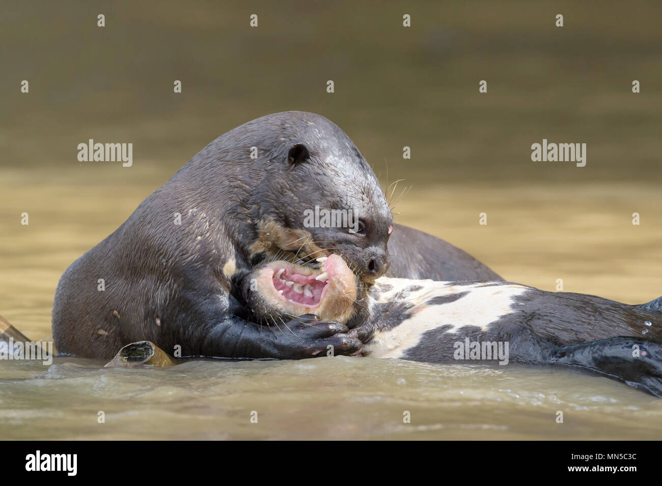 Due lontra gigante (Pteronura brasiliensis) giocando in acqua, Pantanal, Mato Grosso, Brasile. Foto Stock