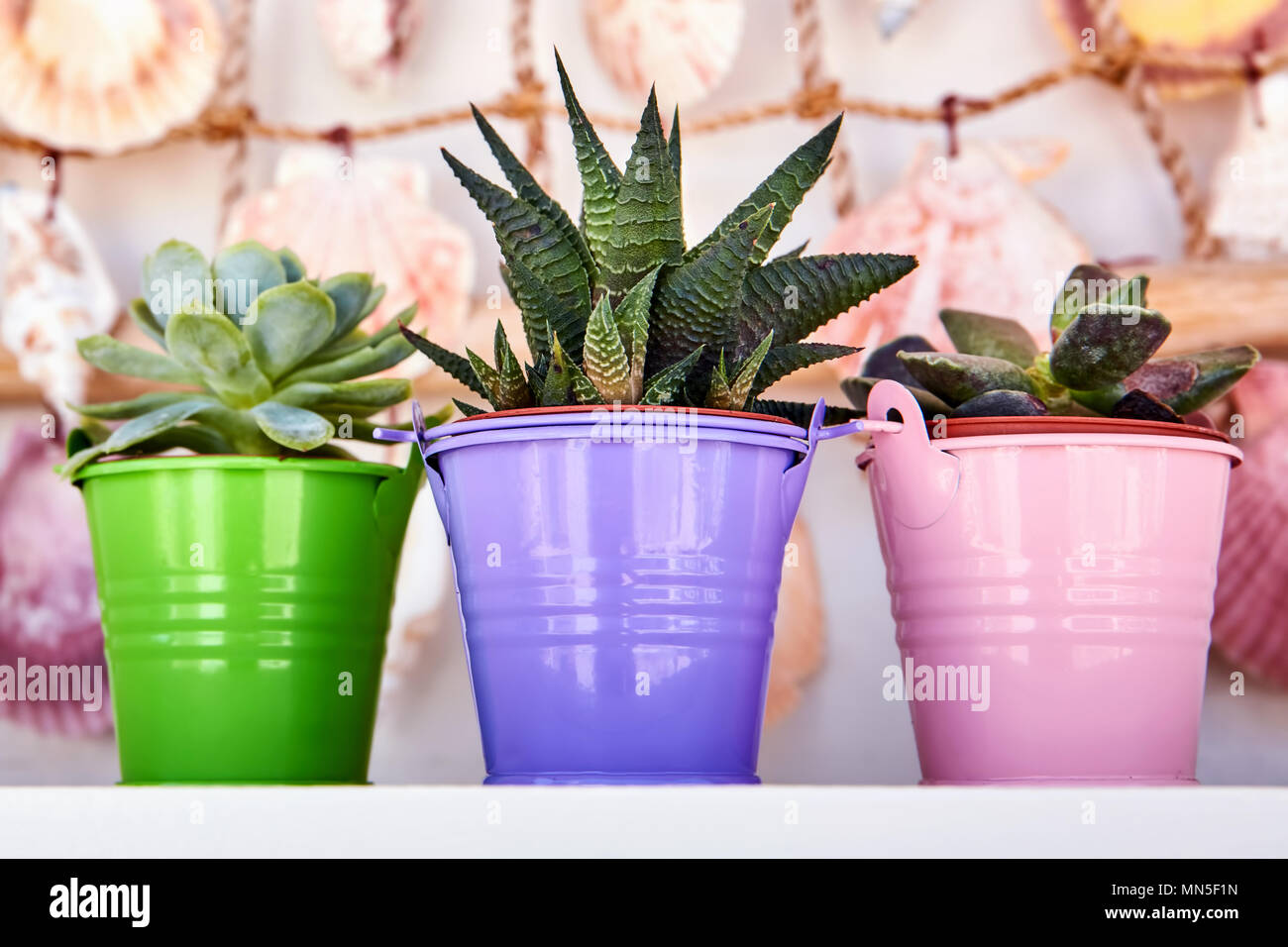 "Haworthia" fasciata e echeveria in piccoli vasi da fiori colorati su un bianco ripiano in legno nella parte anteriore delle conchiglie appesi al muro. Foto Stock