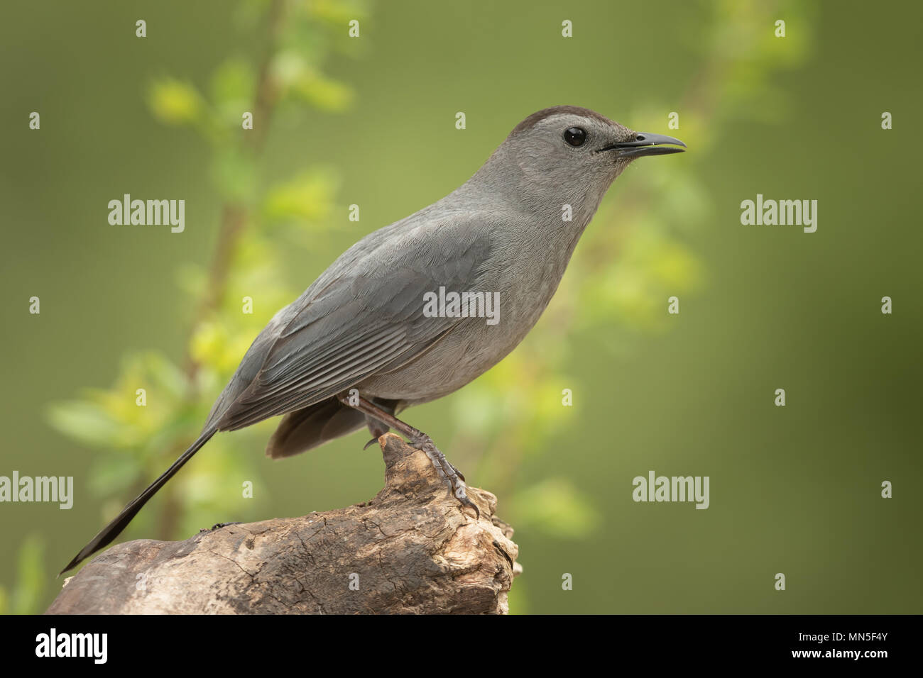 Grigio Catbird poggia su un lungo volo torna a nord come si visiti la mia schiena yarsds southeat in Sud Dakota. Foto Stock