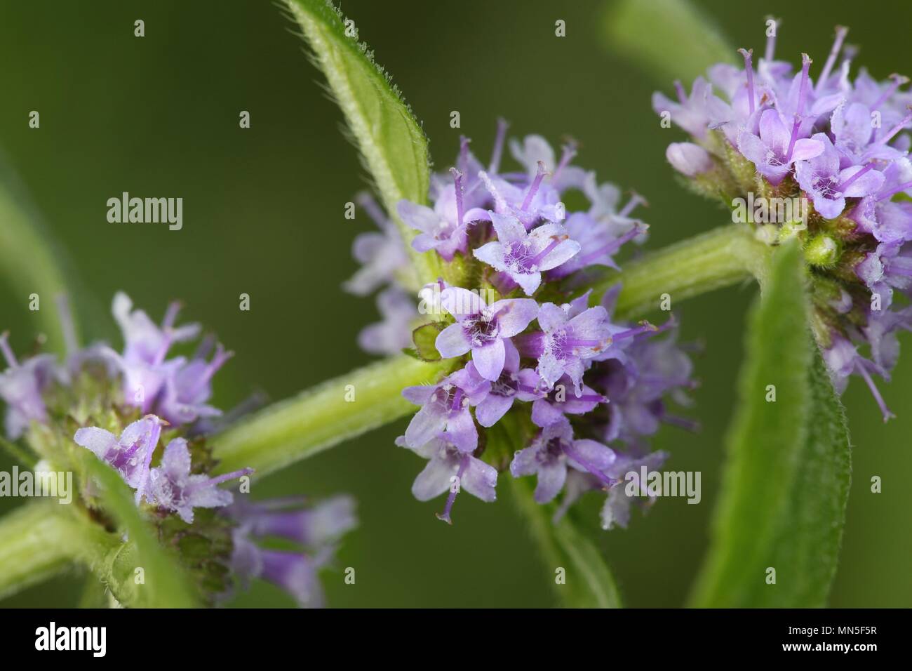 Campo selvaggio di menta, menta arvense Foto Stock