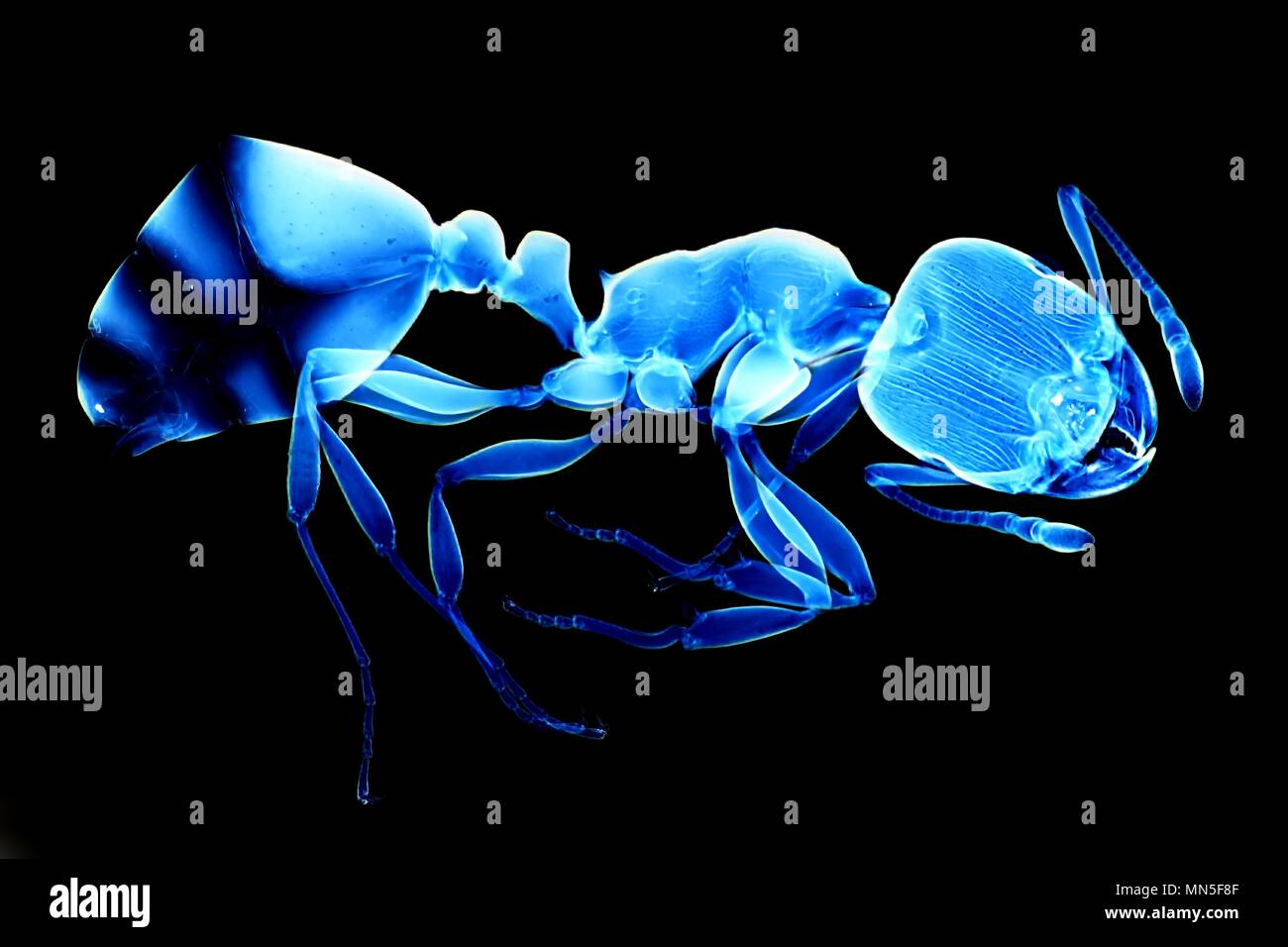 Ant blu su sfondo nero, una immagine al microscopio Foto Stock