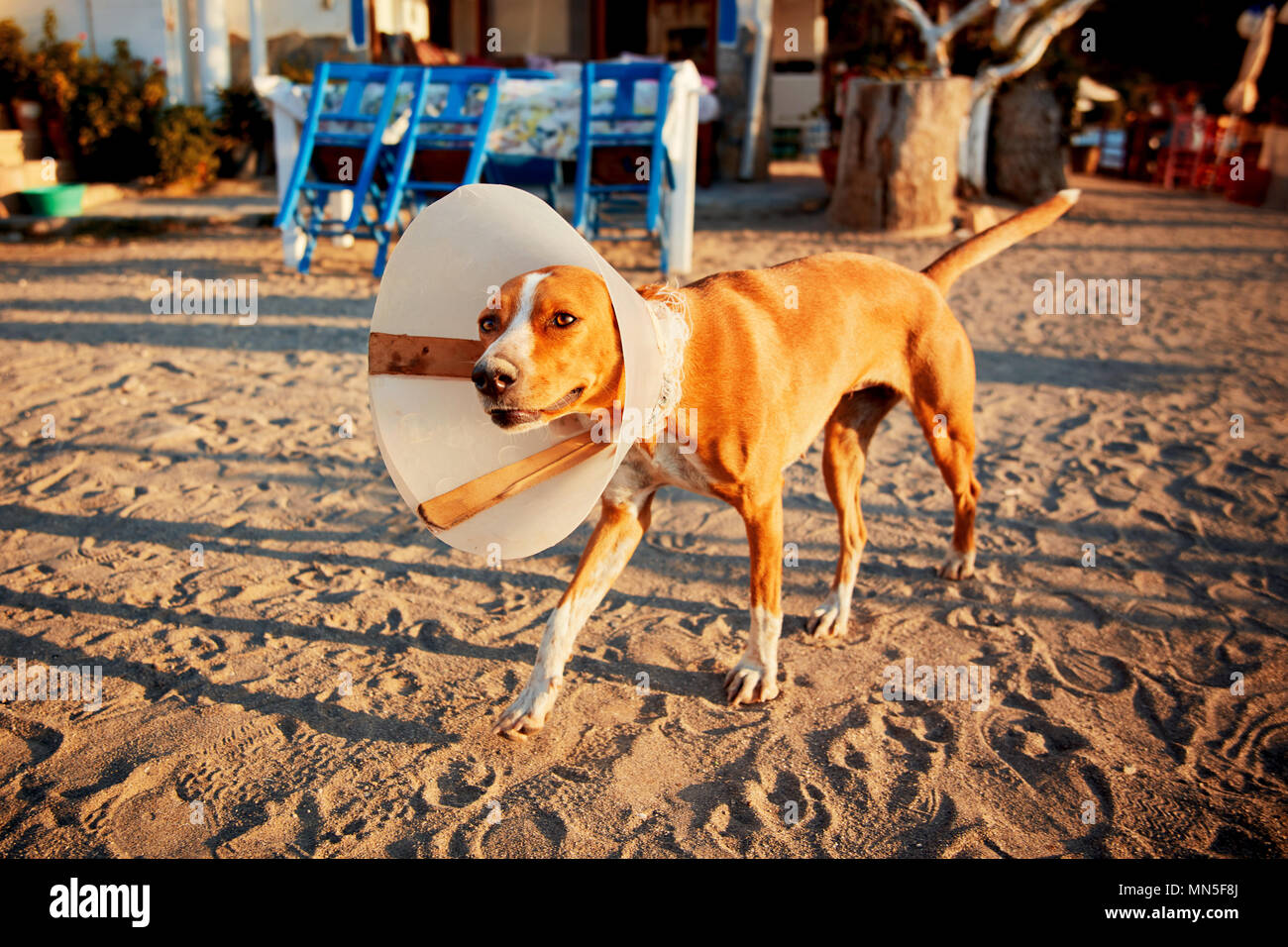 Feriti cane con e-colllar camminando sulla strada di sabbia in un pomeriggio soleggiato Foto Stock