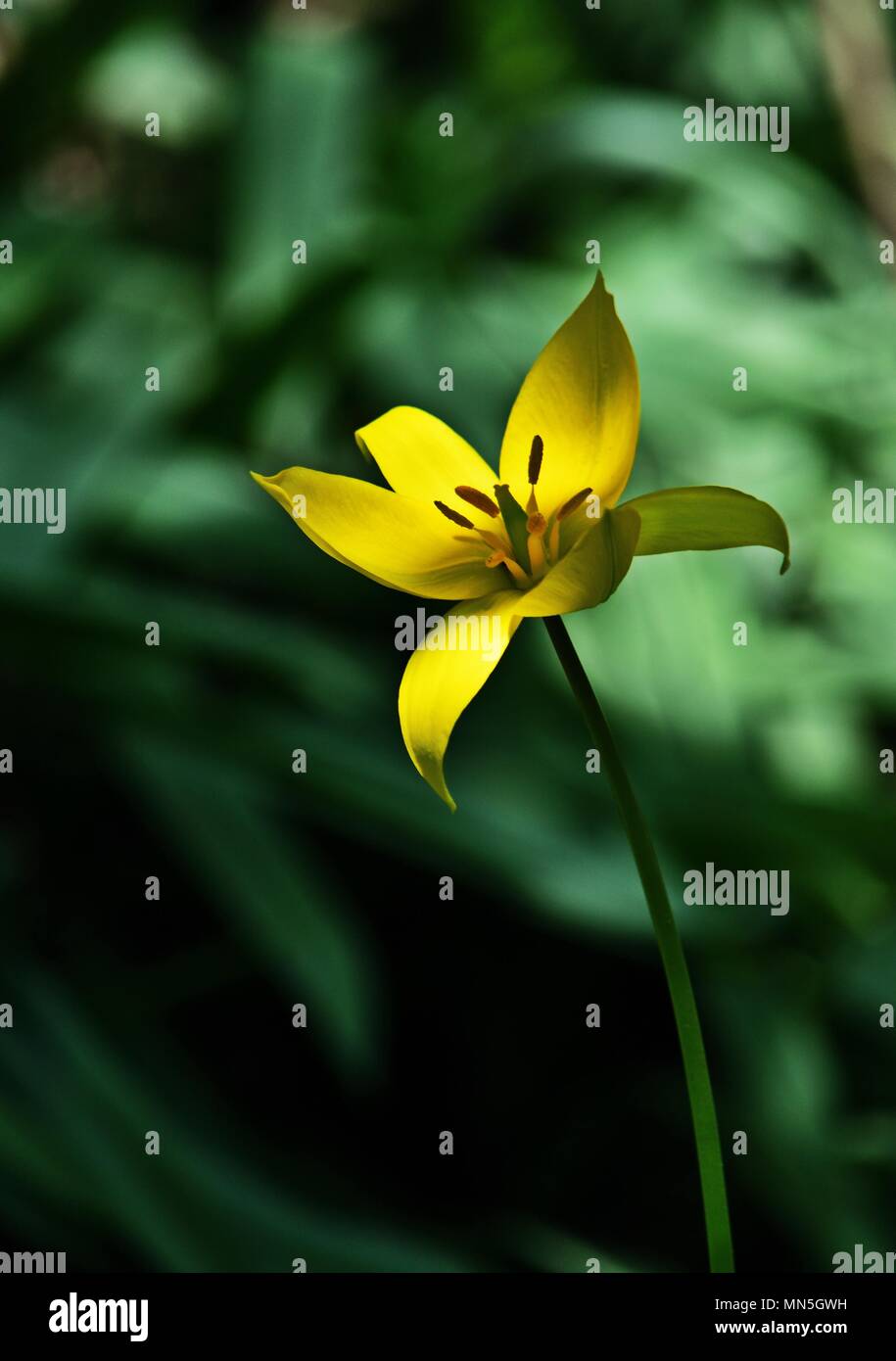 Chiusura del Tulipano selvatico Tulipa sylvestris, verticale Foto Stock