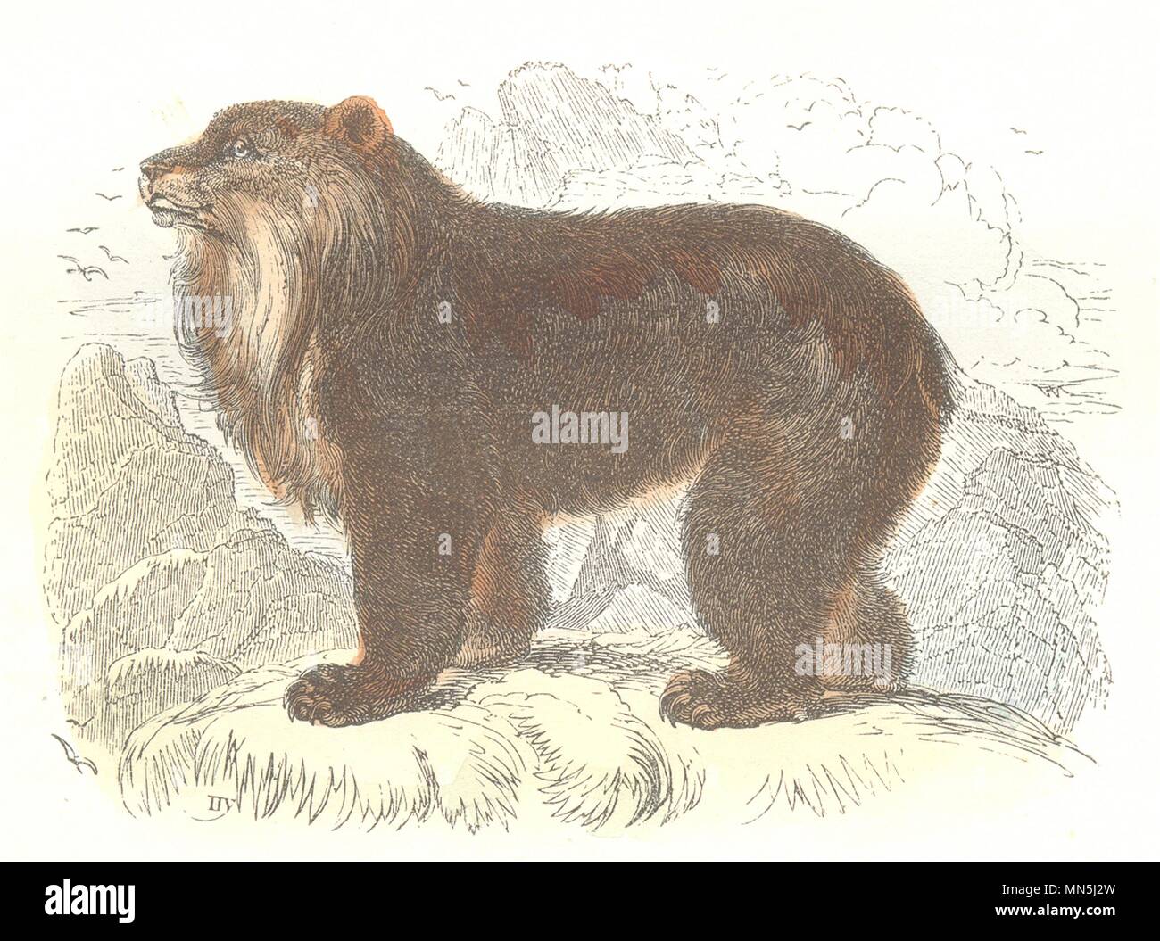 Orsi. Animali selvatici e predatori. Orso delle Ande 1873 antica stampa Foto Stock