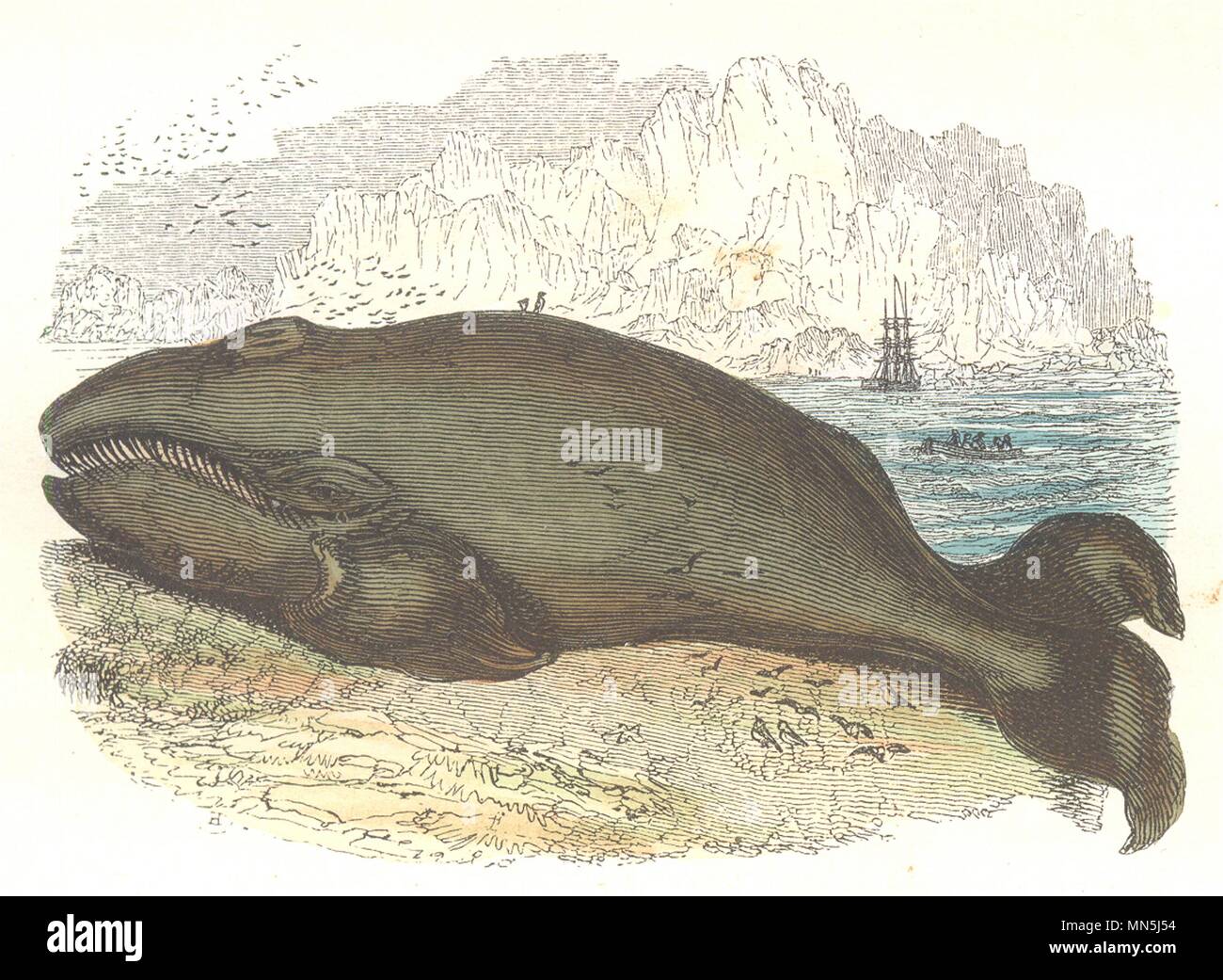 Le balene. In alto mare il pesce, le balene. La balena 1873 antica immagine di stampa Foto Stock