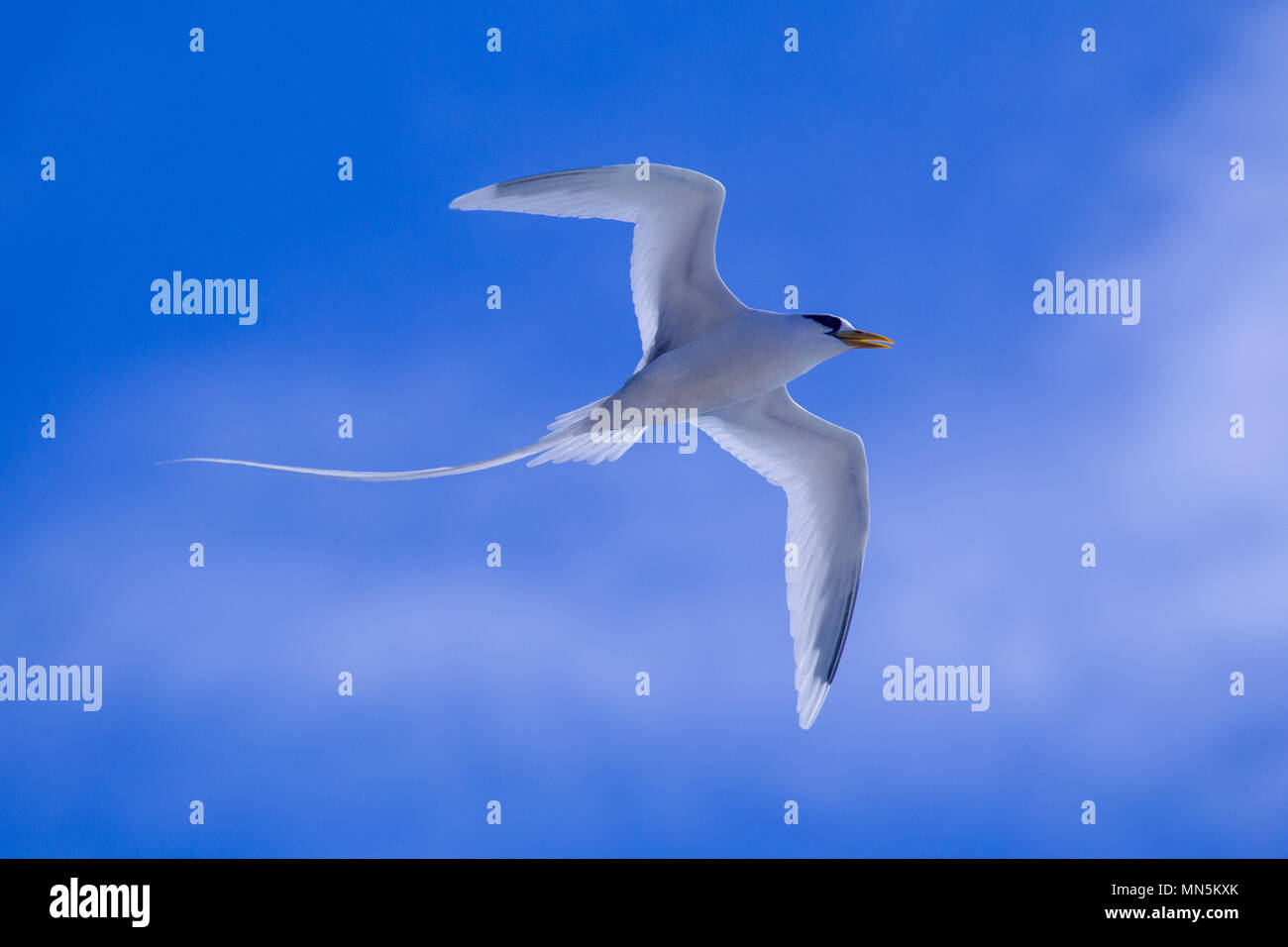 White-tailed Tropicbird (Phaethon lepturus) in volo su Praslin, Seicelle. Foto Stock