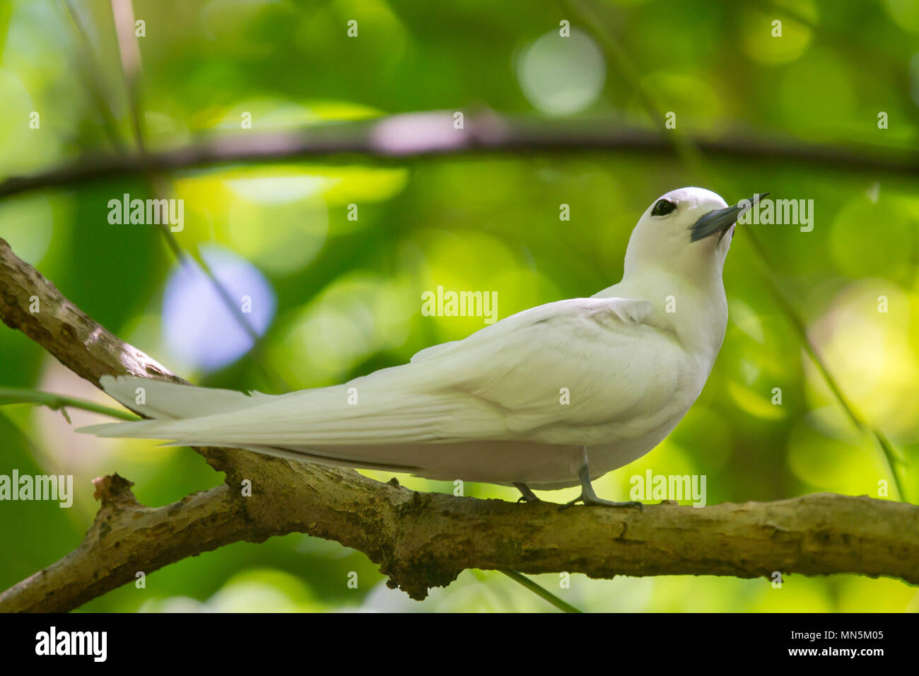 Bianco (Tern Gygis alba) il cugino, Seicelle. Foto Stock