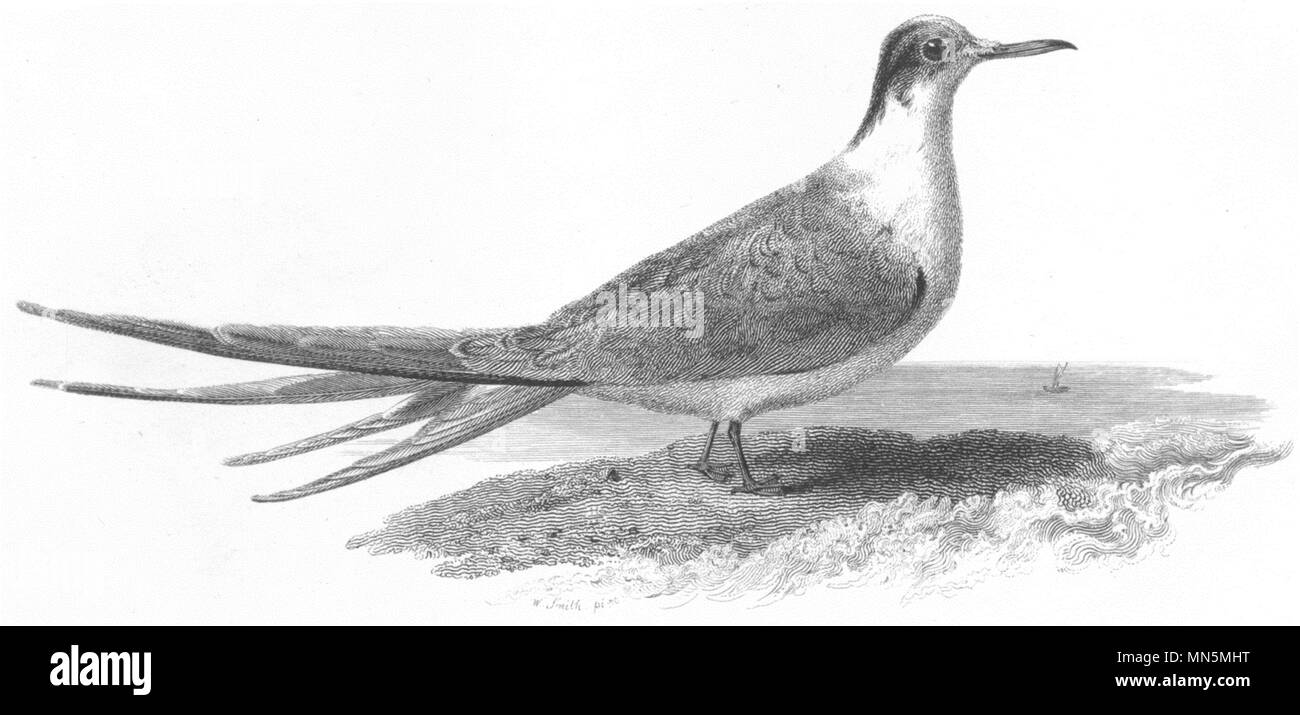 Gli uccelli. Tern. c1830 antica vintage delle immagini di stampa Foto Stock