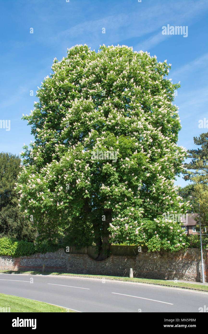 Grande ippocastano albero in fiore durante il mese di maggio a Goring-on-Thames in Oxfordshire, Regno Unito Foto Stock