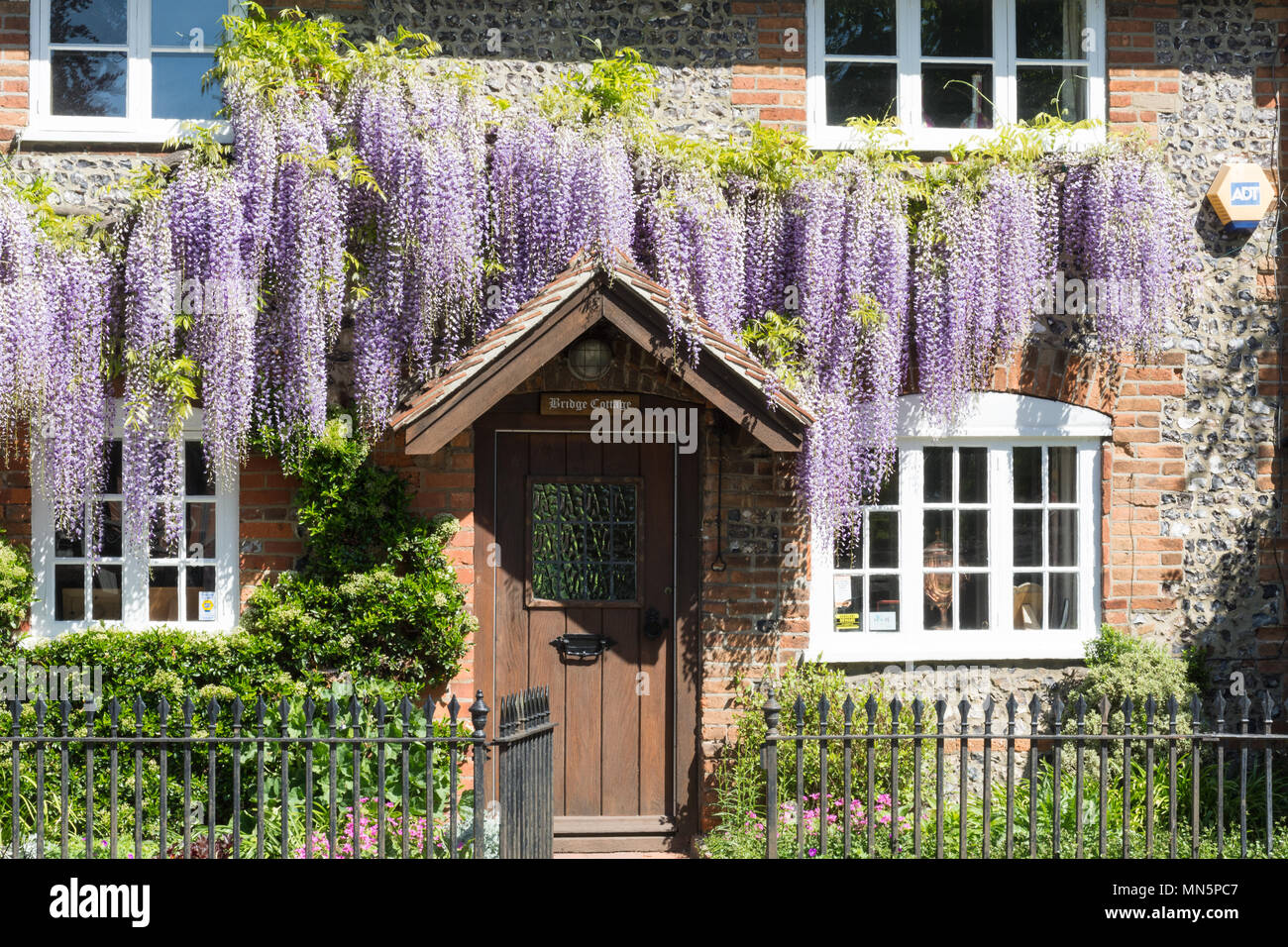 Cottage ricoperti in fioritura wisteria durante la primavera in Goring-on-Thames in Oxfordshire, Regno Unito Foto Stock