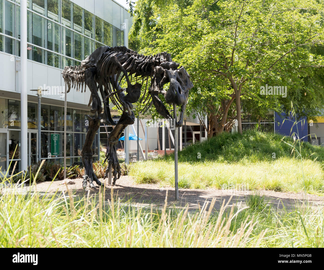 Mountain View, California, Stati Uniti d'America - 30 Aprile 2018: Tyrannosaurus Rex skeleton a Google Silicon Valley Corporate Headquarters Mountain View, settentrionale Foto Stock