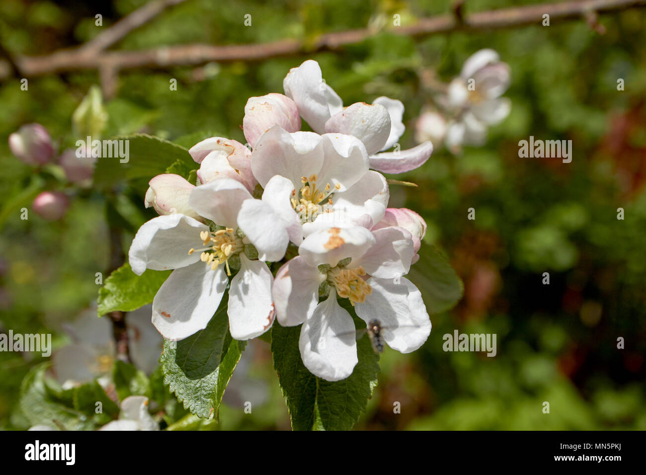 Fiori di Apple su un nazionale di melo in primavera in un giardino REGNO UNITO Foto Stock