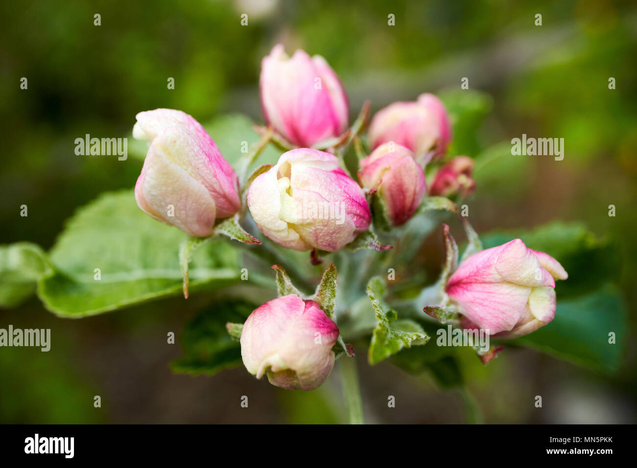 Apple blossoms apertura su una domestica melo in primavera in un giardino REGNO UNITO Foto Stock