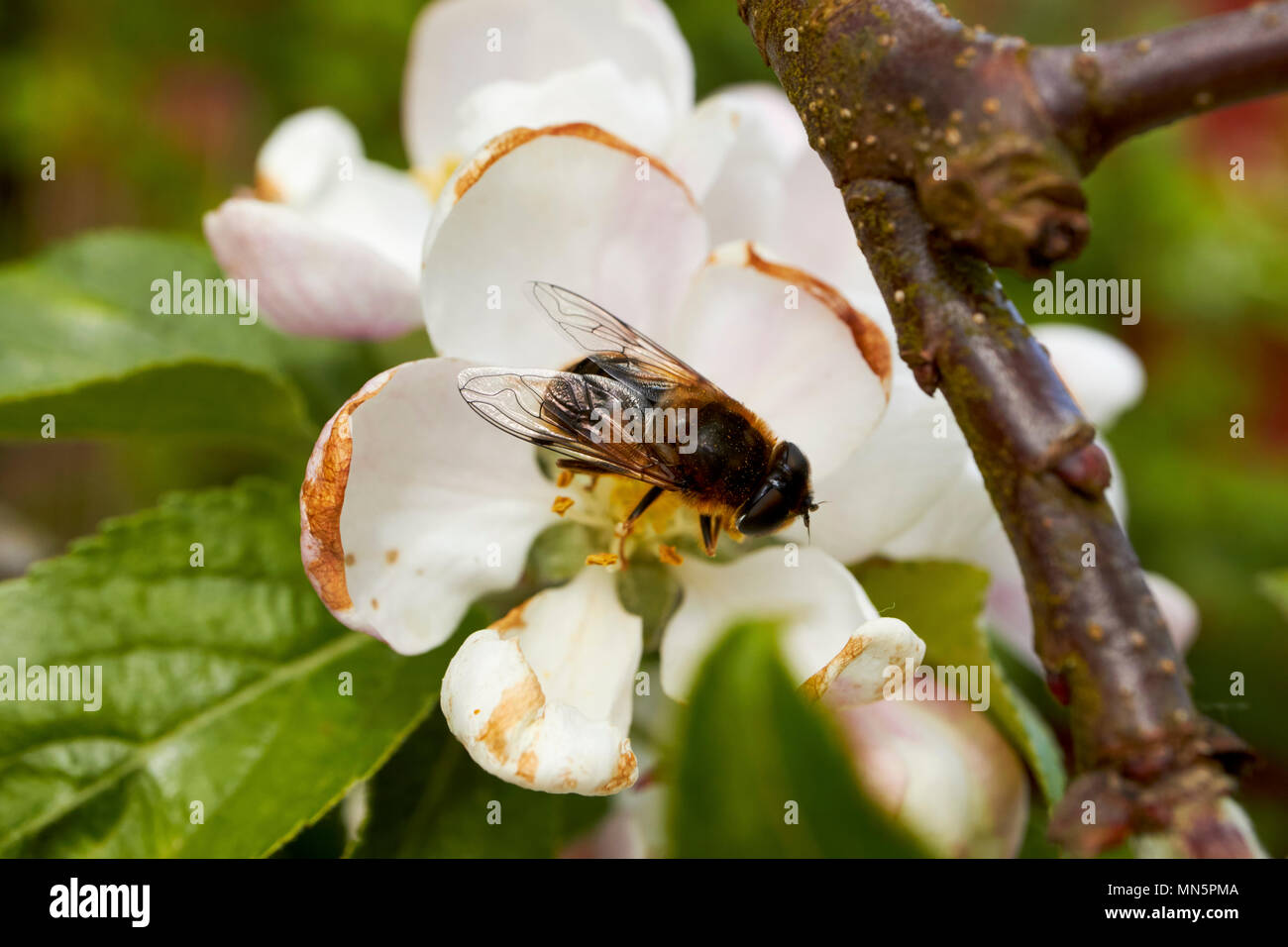 Hoverfly impollinare fiori di Apple su un nazionale di melo in primavera in un giardino Irlanda del Nord Regno Unito Foto Stock