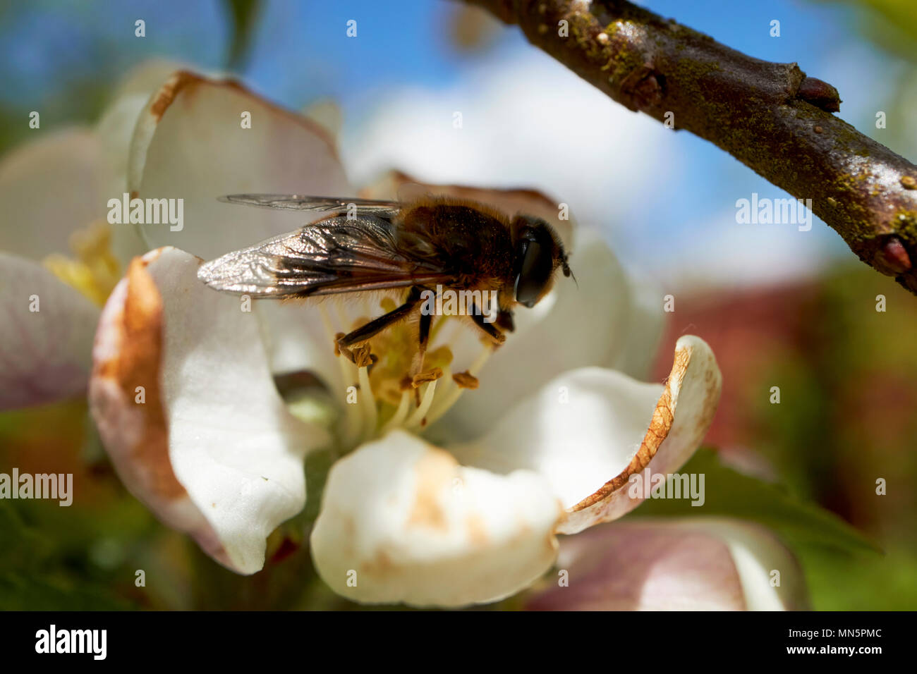Hoverfly impollinare fiori di Apple su un nazionale di melo in primavera in un giardino Irlanda del Nord Regno Unito Foto Stock
