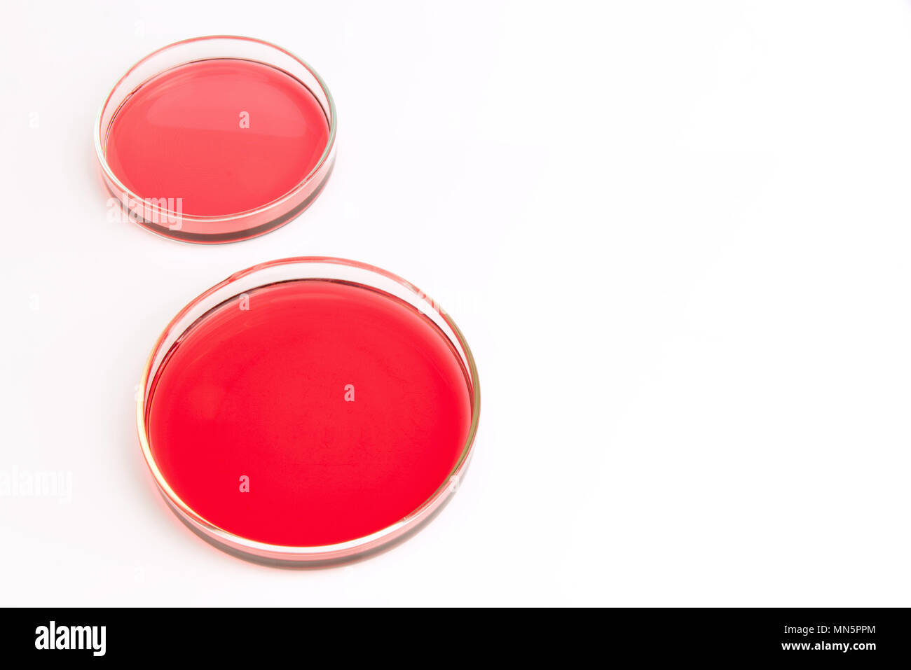 Piastre di Petri di soluzione di cloruro di cobalto rosa rosso acquosi liquidi isolati su sfondo bianco. La scienza concetto scientifico Foto Stock