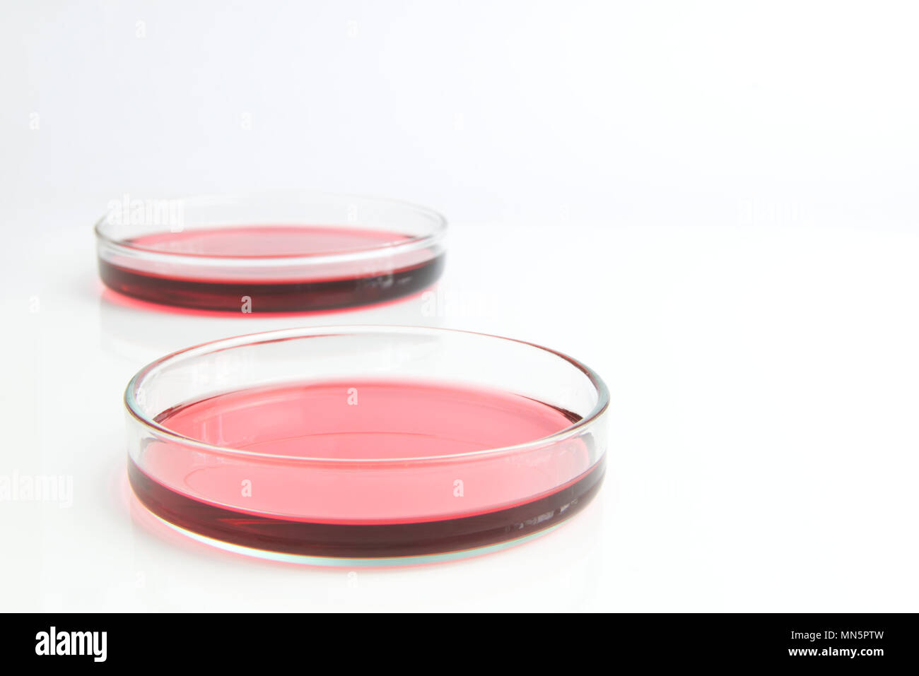 Piastre di Petri di soluzione di cloruro di cobalto rosa rosso acquosi liquidi isolati su sfondo bianco. La scienza concetto scientifico Foto Stock