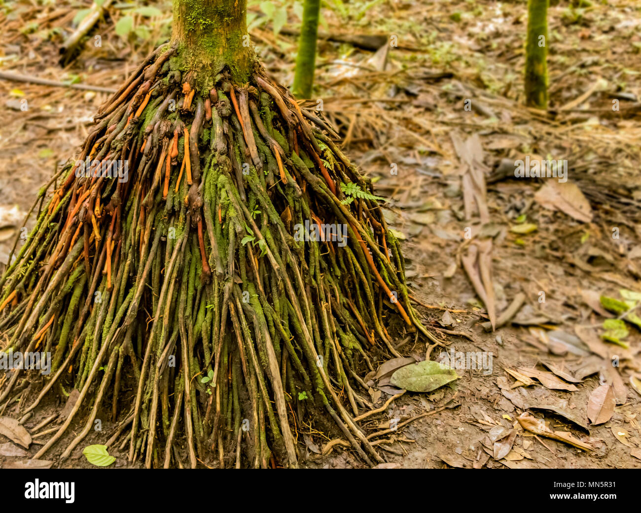 Walking Tree con antenna (al di sopra del terreno) sistema di radice nella foresta pluviale del Costa Rica. Foto Stock