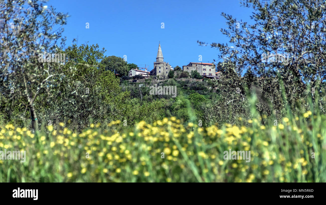 Grisignana (Groznjan), Istria centrale (Istria), Croazia - una piccola e pittoresca cittadina medievale visto da uno degli oliveti circostanti Foto Stock