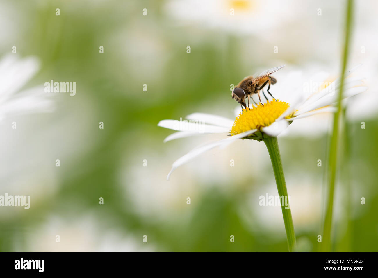 Syrphid fly e impollinatori feedeing sul collegamento daisy, syrphid mosche sono bee-cercando di mosche trovato su prati Foto Stock