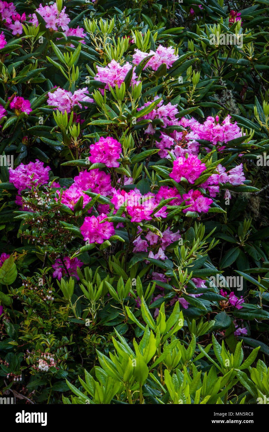 Rododendri nella foresta di Yaquina Bay State Park, Newport, Oregon, Stati Uniti d'America. Foto Stock