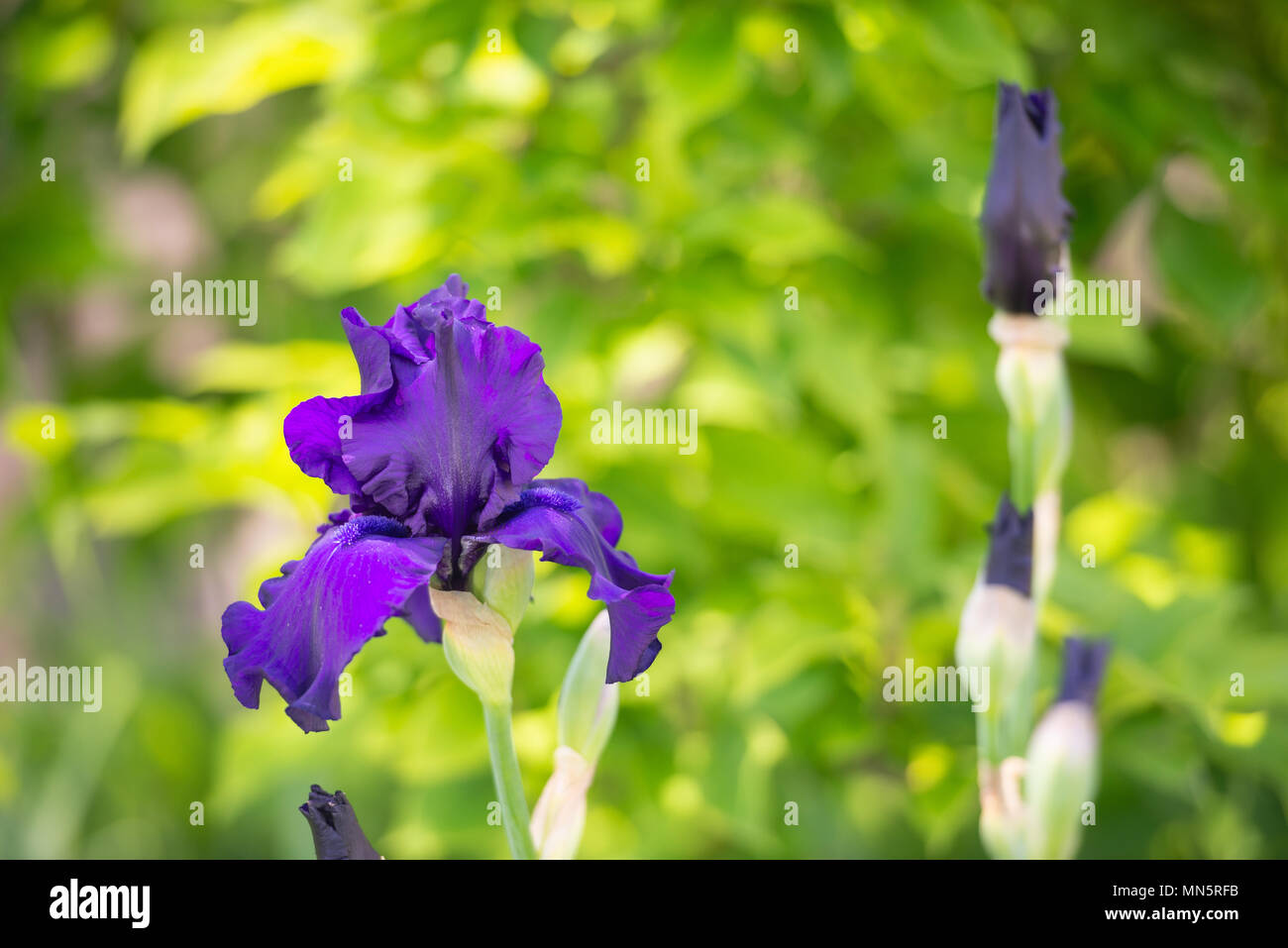 Macro Closeup di blu iris barbuto, Iris Barbata sul verde sfondo sfocato Foto Stock