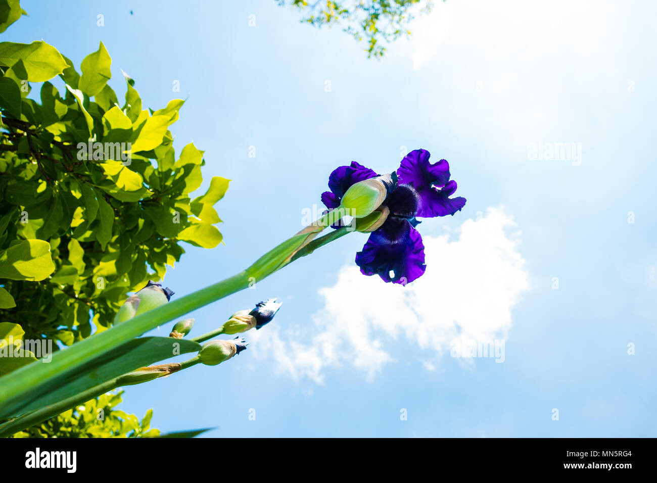 Macro Closeup di blu iris barbuto, Iris Barbata, girato da sotto contro il cielo, unico angolo di visuale Foto Stock