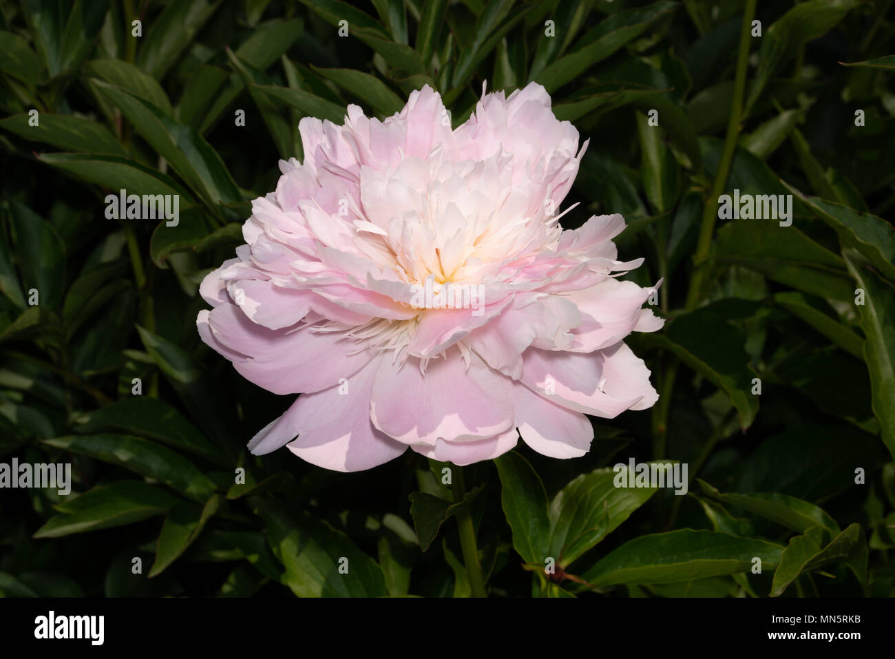 Vivido colore rosa peonia, Paeonia in giardino, vicino fino, macro Foto Stock