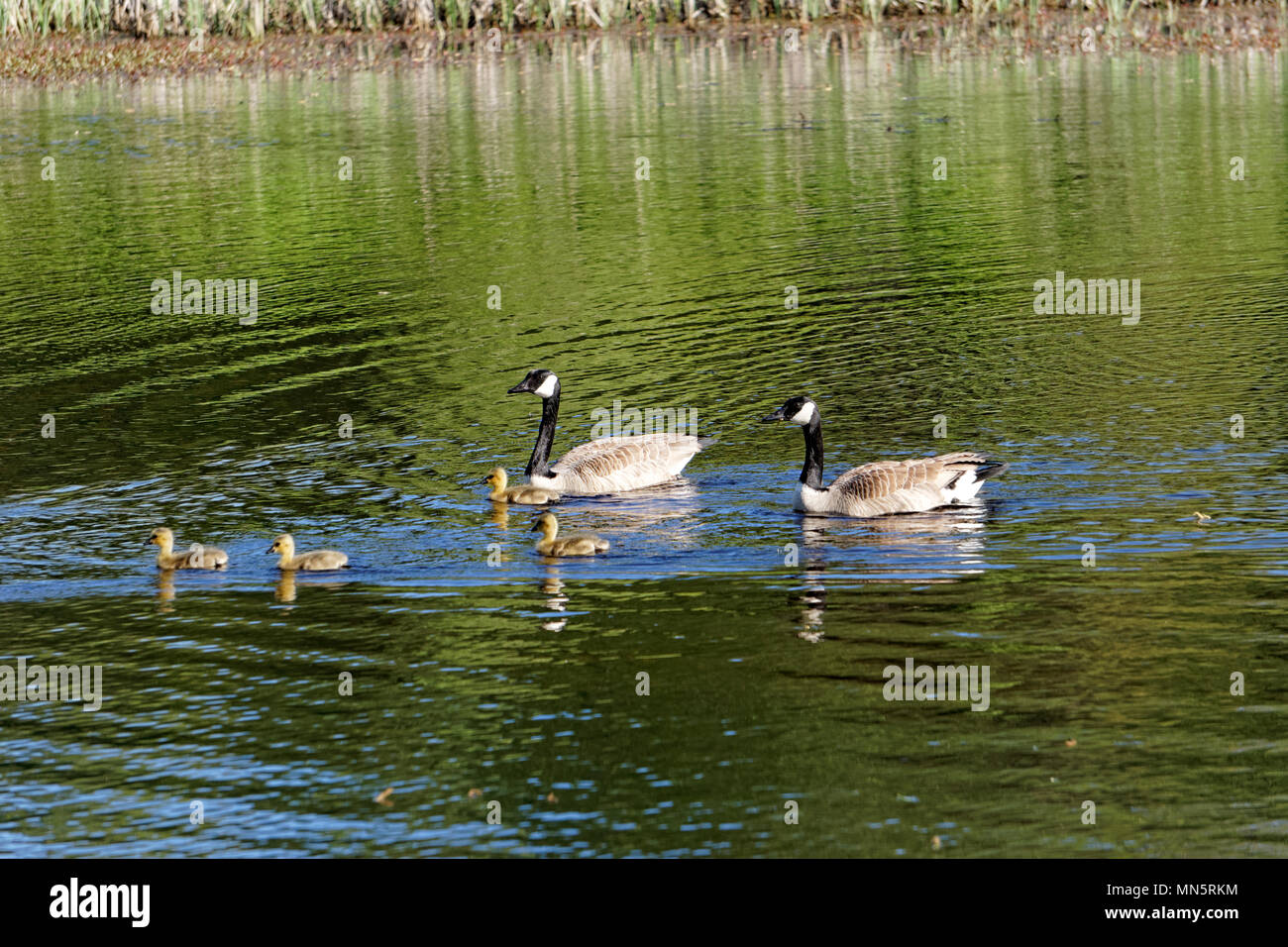 Coppia di Oche del Canada con goslings nuotare in un laghetto, Jericho Beach Park area ecologica, Vancouver, BC, Canada Foto Stock