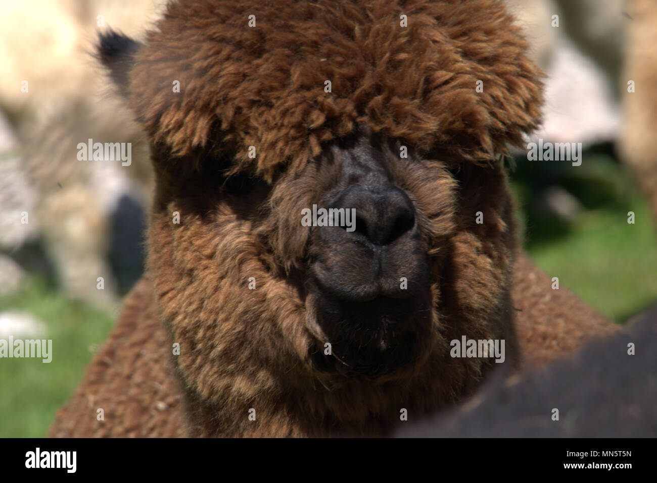 Alpaca Foto Stock