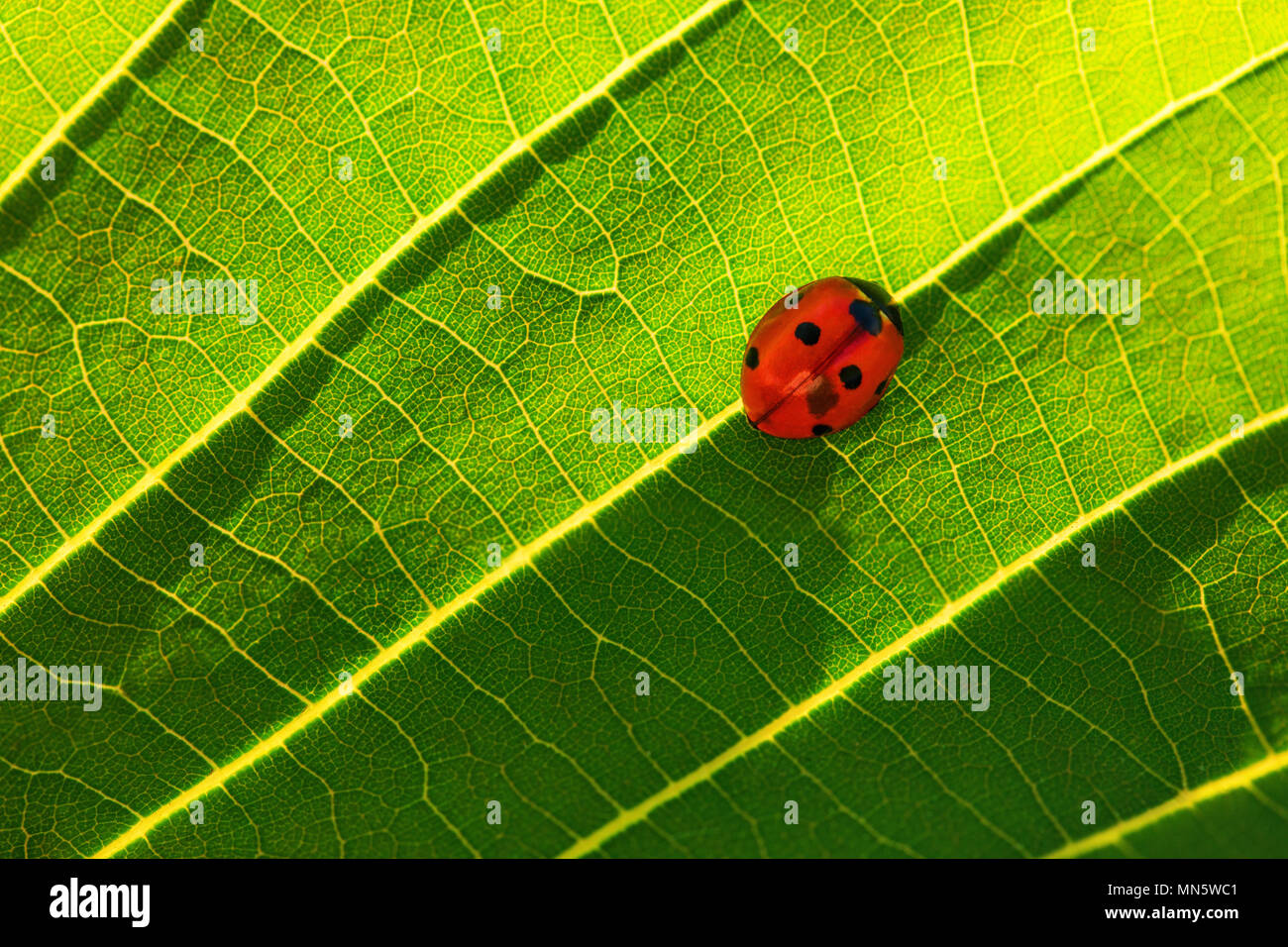 Coccinella sulla foglia verde impianto come sfondo Foto Stock