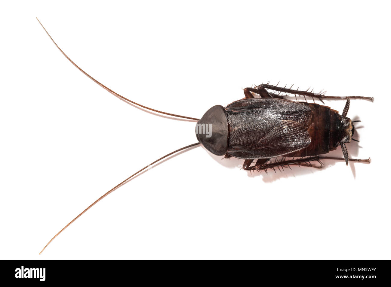 Close up scarafaggio su sfondo bianco. Foto Stock
