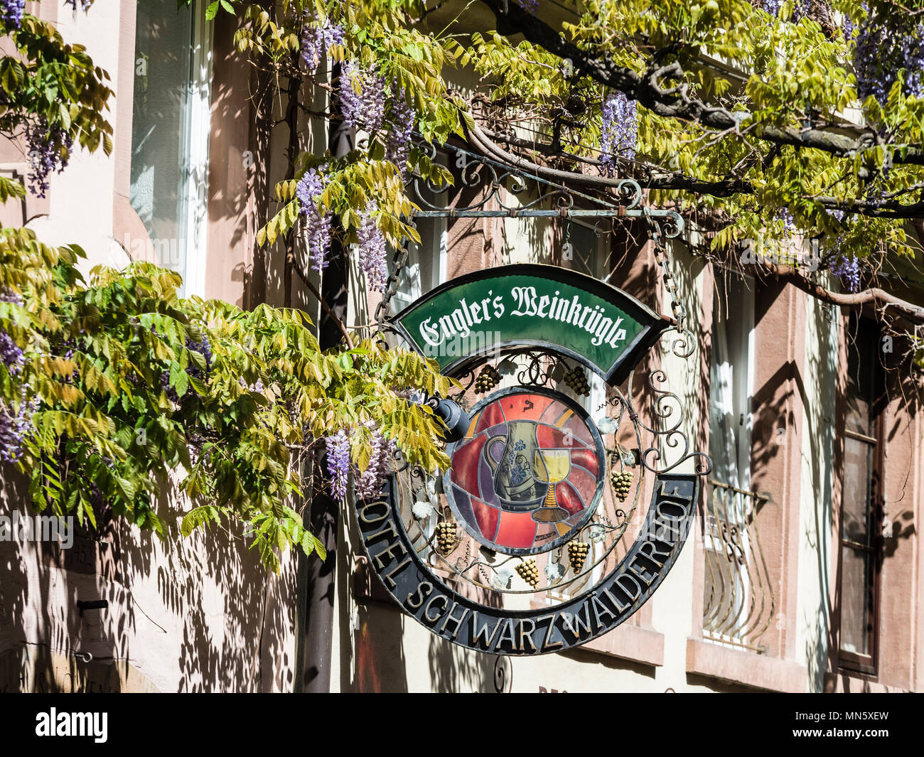 Facciate di case, Wisteria sinensis, Blauregen, centro di Freiburg, Breisgau, Baden-Würtemberg, Germania Foto Stock