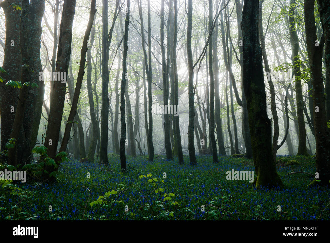 Foresta con nebbia e bluebells con gli alberi stagliano dalla RISING SUN. Foto Stock