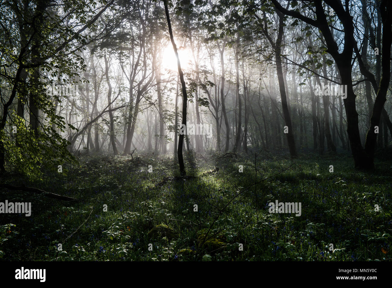 Foresta con nebbia e bluebells con gli alberi stagliano dalla RISING SUN. Foto Stock