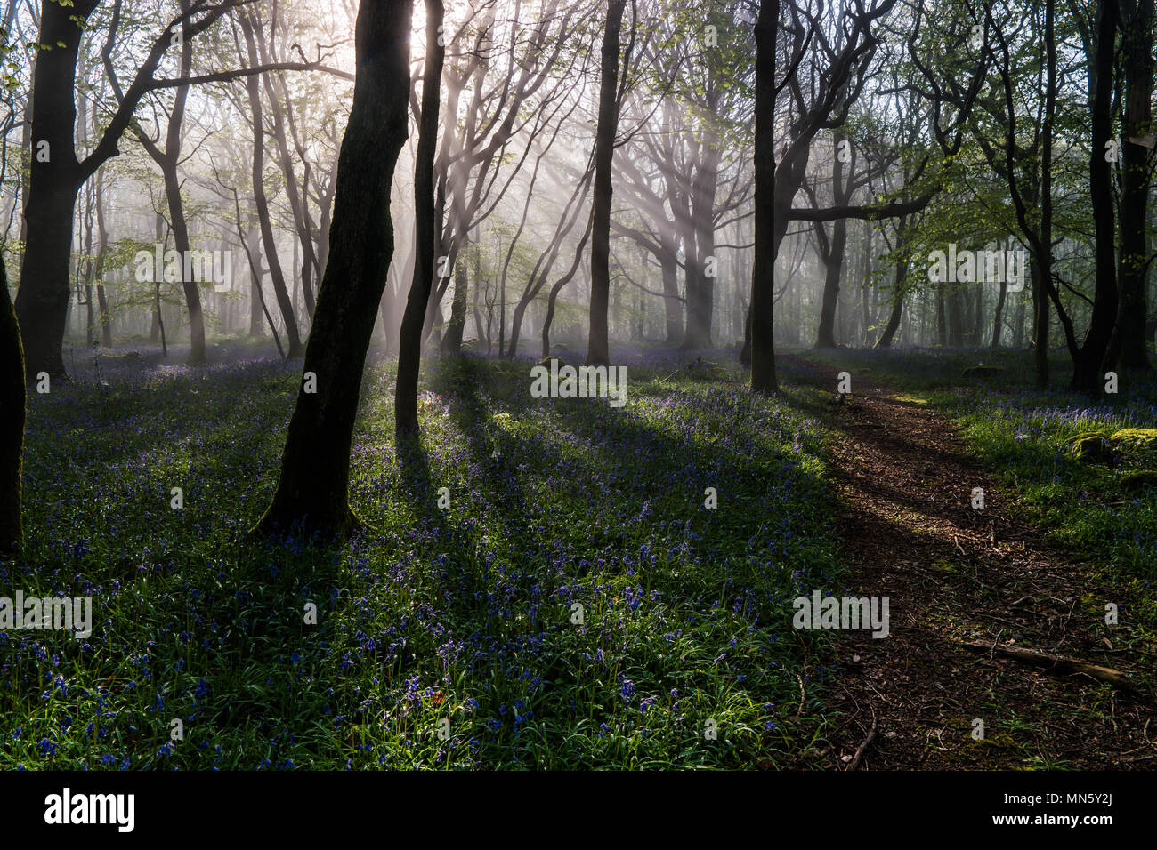 Foresta con nebbia e bluebells con gli alberi stagliano dalla RISING SUN. Foto Stock