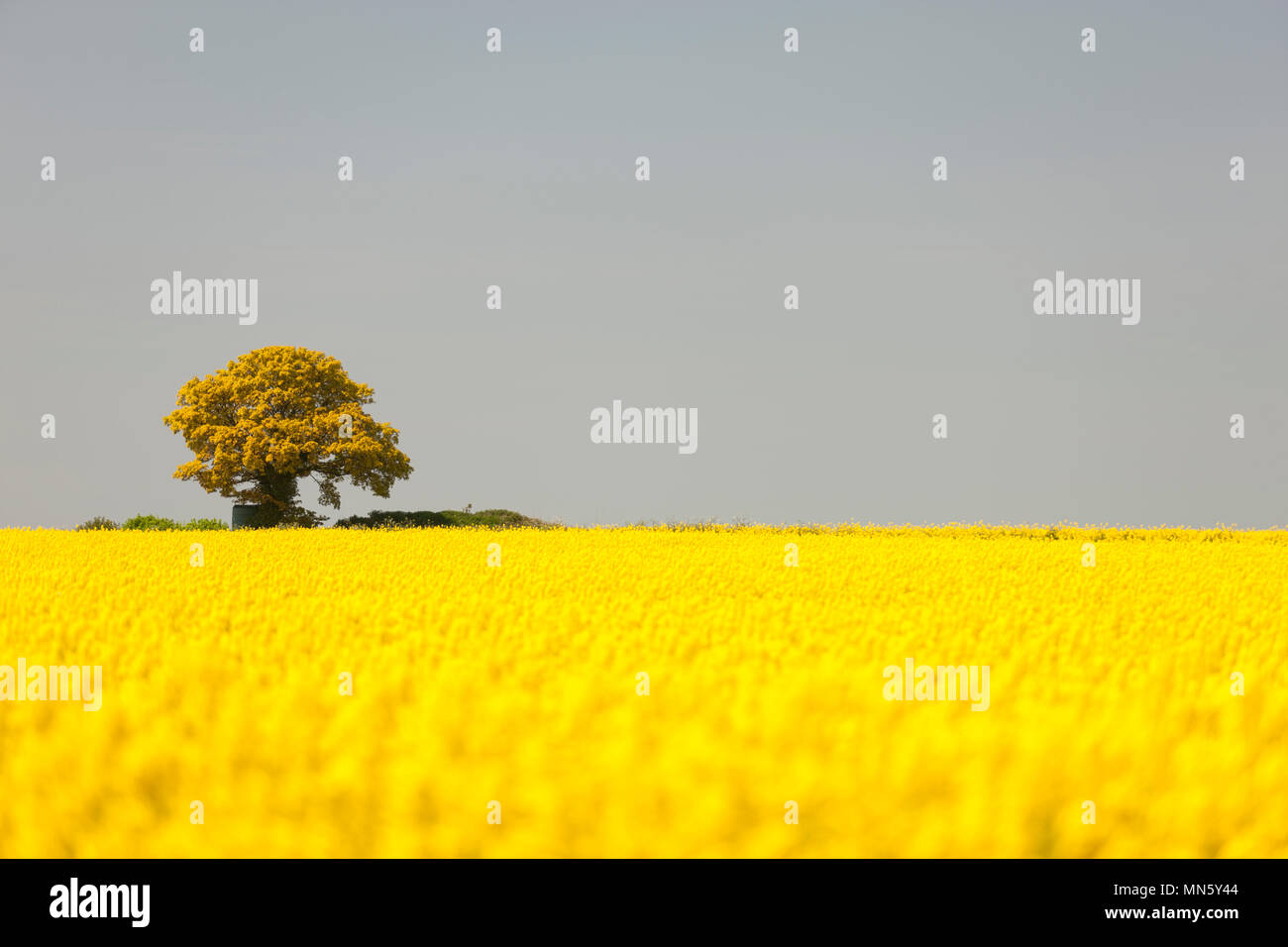 Un lone tree sull'orizzonte di un campo di olio di semi di colza Foto Stock