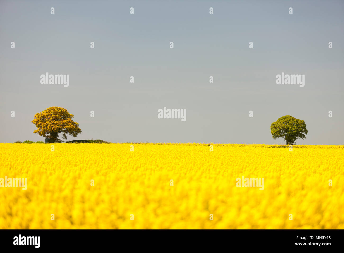 Alberi all'orizzonte di un campo di olio di colza. Foto Stock