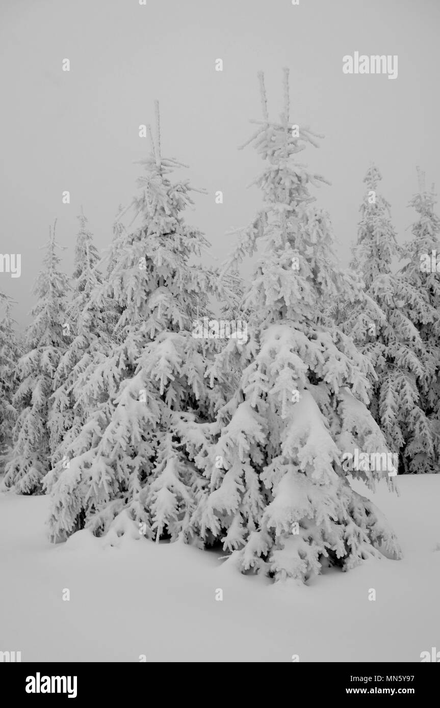 Abete rosso giovane crescita sotto la neve. Inverno in Jizerske hory Mts, Repubblica Ceca Foto Stock