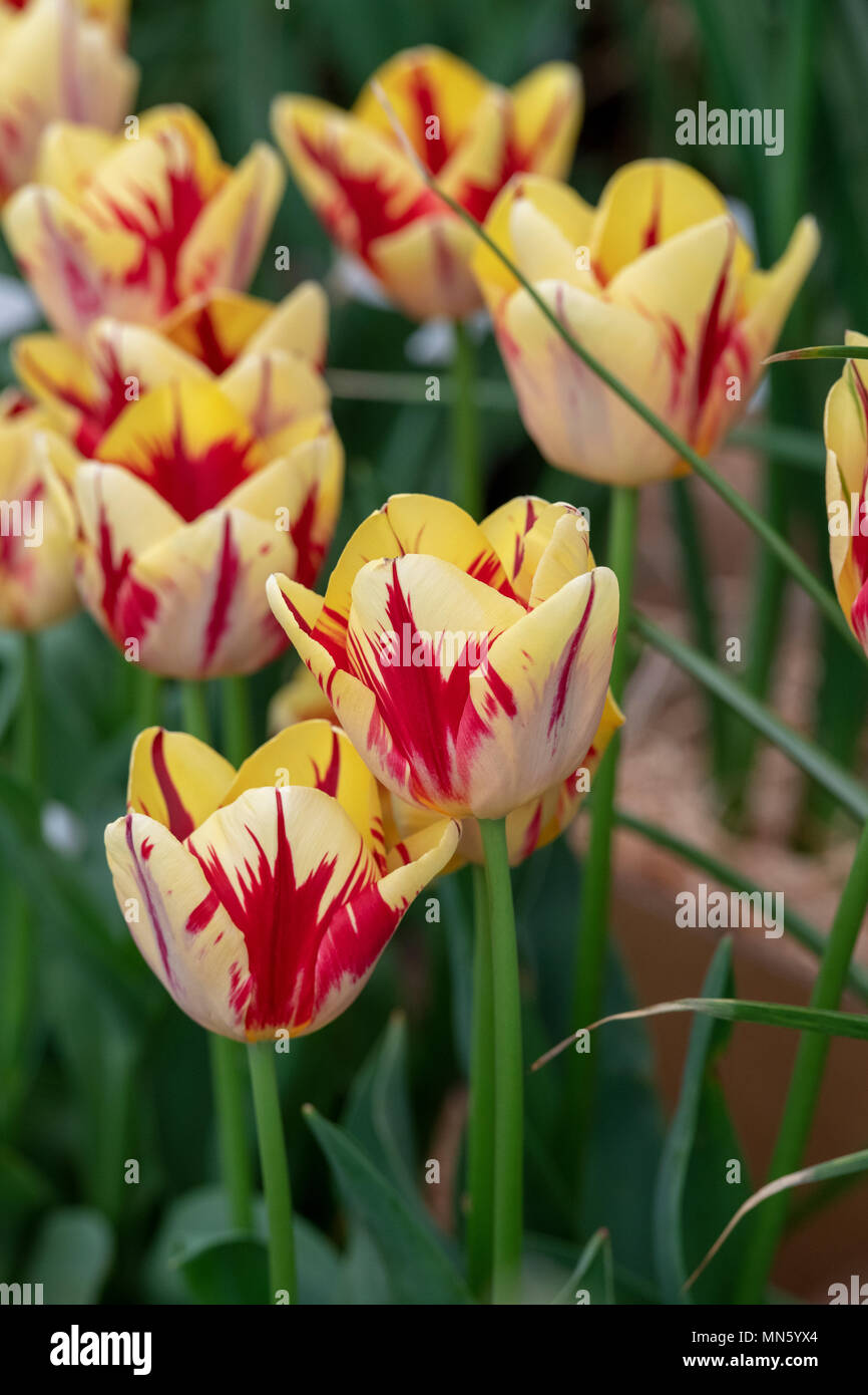 Tulipa trionfo "Helmar'. Tulip 'Helmar' Fiore display. Regno Unito Foto Stock