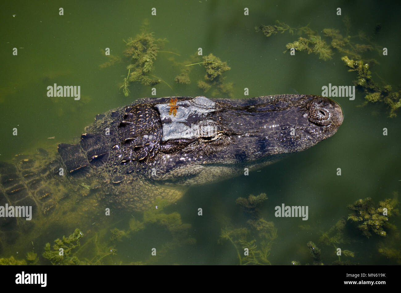 Alligatore con libellula Foto Stock