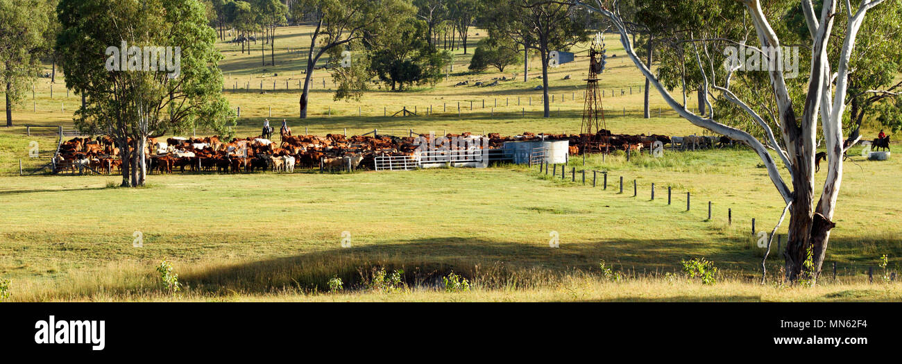 Una folla di bestiame penned fino in cantieri di bestiame. Foto Stock