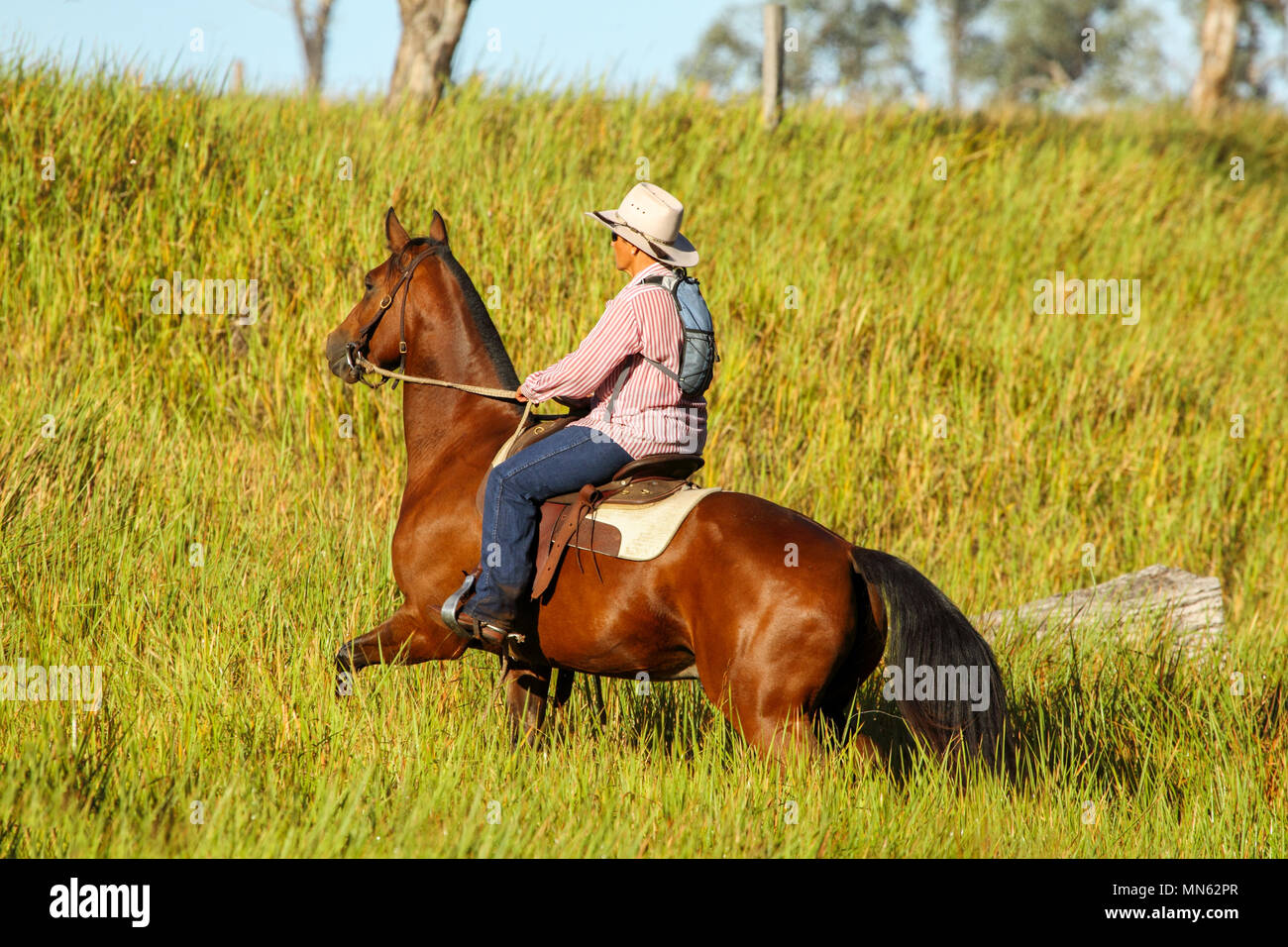 Donna aborigena di equitazione presso l'azienda. Foto Stock