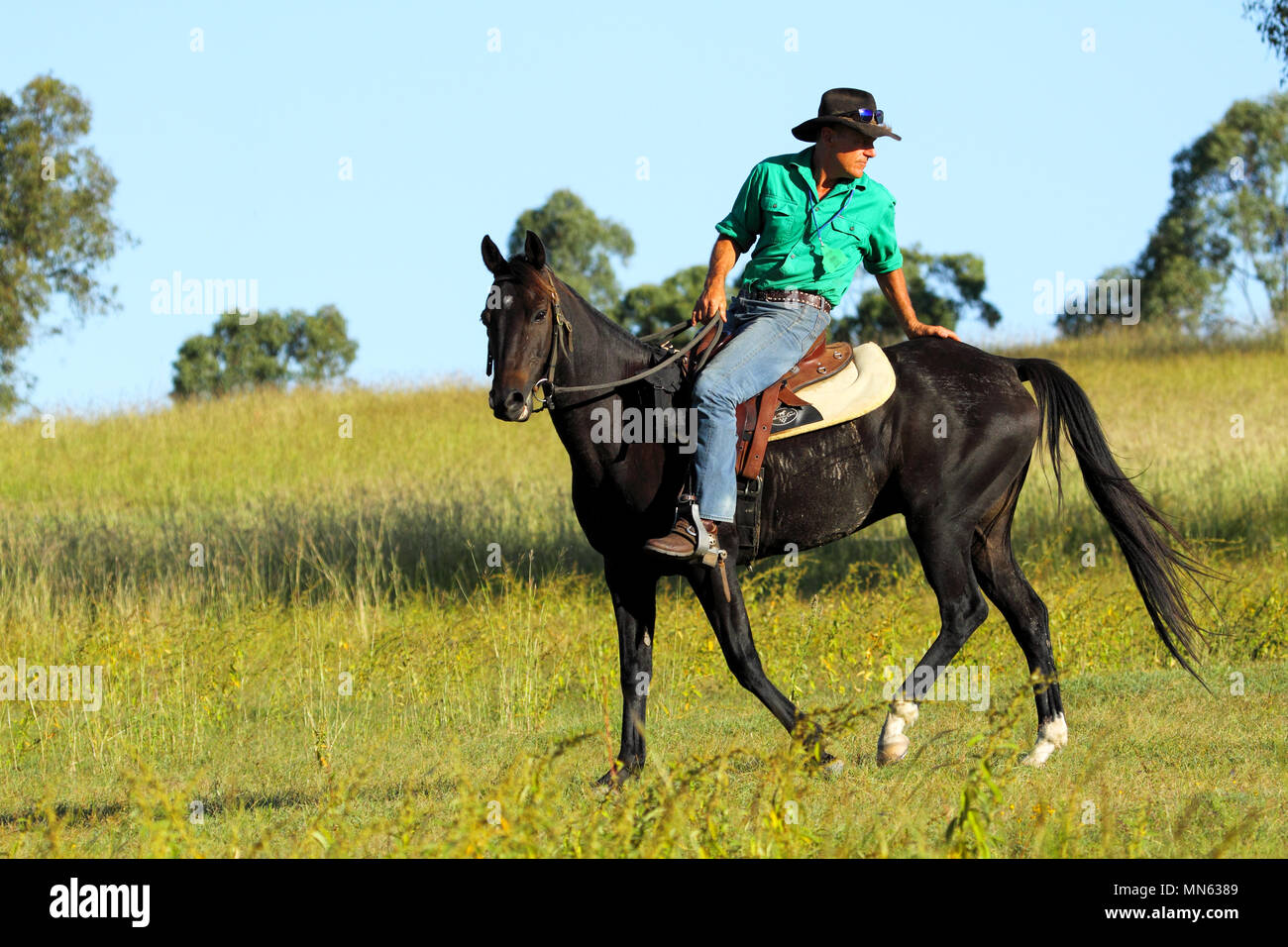 Un cowboy in camicia verde in sella ad un cavallo in una fattoria. Foto Stock